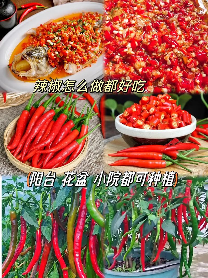 美人椒種子長(zhǎng)勢(shì)強(qiáng)勁.坐果率高.拍二發(fā)三#優(yōu)質(zhì)農(nóng)產(chǎn)品 #辣椒